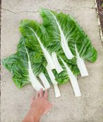 Σέσκουλο ''Barese White'' Γίγας Παραδοσιακό - Image 2