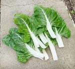 Σέσκουλο ''Barese White'' Γίγας Παραδοσιακό - Image 3