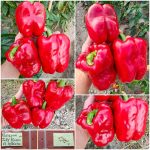 Πιπεριά ''Jolly Rosso'' F1 Γίγας Φλάσκα Κόκκινη Γλυκιά