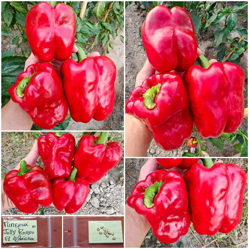 1424 Πιπεριά ''Jolly Rosso'' F1 Γίγας Φλάσκα Κόκκινη Γλυκιά - Image 1
