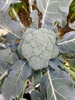 Μπρόκολο ''Calabrese Natalino'' Παραδοσιακό - Image 2