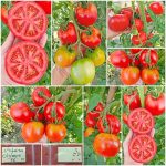 Ντομάτα ''Olympe'' F1 Μεγαλόκαρπη