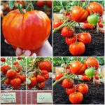 Ντομάτα ''Gourmandia'' F1 Γίγας