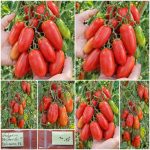 Ντοματίνι ''Delikano'' F1 Βελανίδι Γίγας