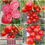 Ντομάτα ''Rondobella'' Πολύκαρπη Παραδοσιακή