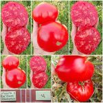 Ντομάτα ''Red Giant Uzbekistan'' Παραδοσιακή