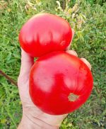 Ντομάτα ''Red Giant Uzbekistan'' Παραδοσιακή - Image 2