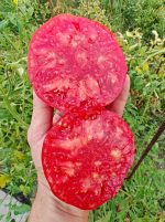 Ντομάτα ''Red Giant Uzbekistan'' Παραδοσιακή - Image 3