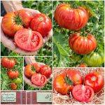 Ντομάτα ''Buckbee's Beefsteak'' Παραδοσιακή BIO