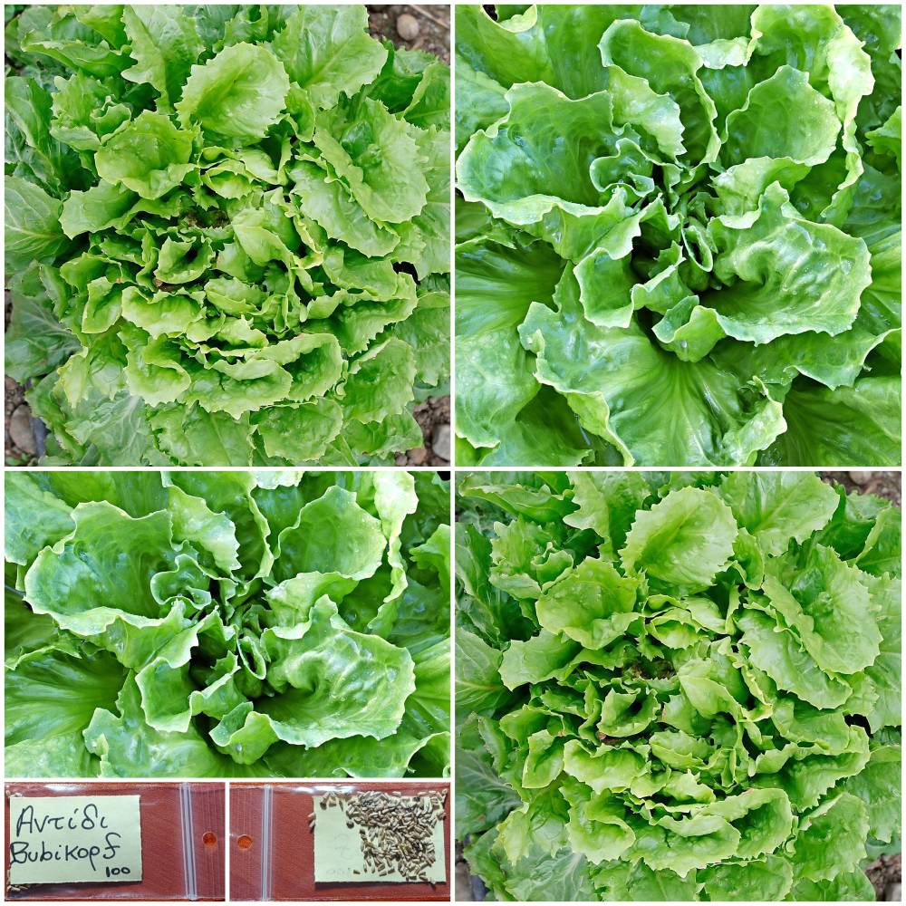 1465 Αντίδι ''Bubikopf'' Παραδοσιακό BIO - Image 1
