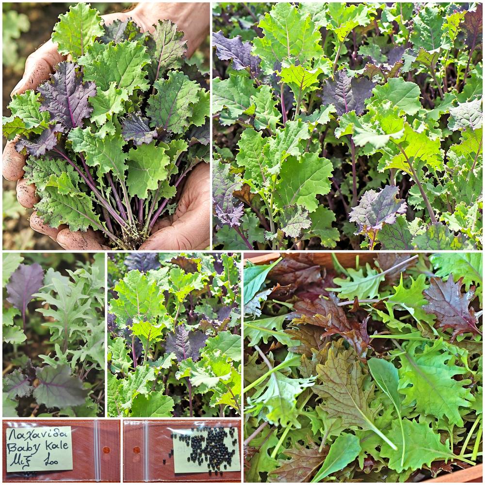 1470 Λαχανίδα ''Baby Kale'' Μιξ Παραδοσιακή BIO - Image 1