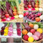 Παντζάρι ''Rainbow'' Μιξ Παραδοσιακό BIO