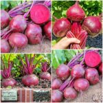 Παντζάρι ''Robuschka'' Παραδοσιακό BIO
