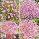 Γυψοφίλη Ροζ ''Elegans Rosa'' Παραδοσιακή