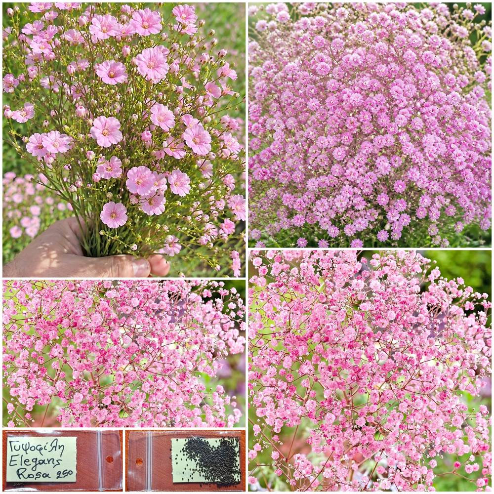 1486 Γυψοφίλη Ροζ ''Elegans Rosa'' Παραδοσιακή - Image 1